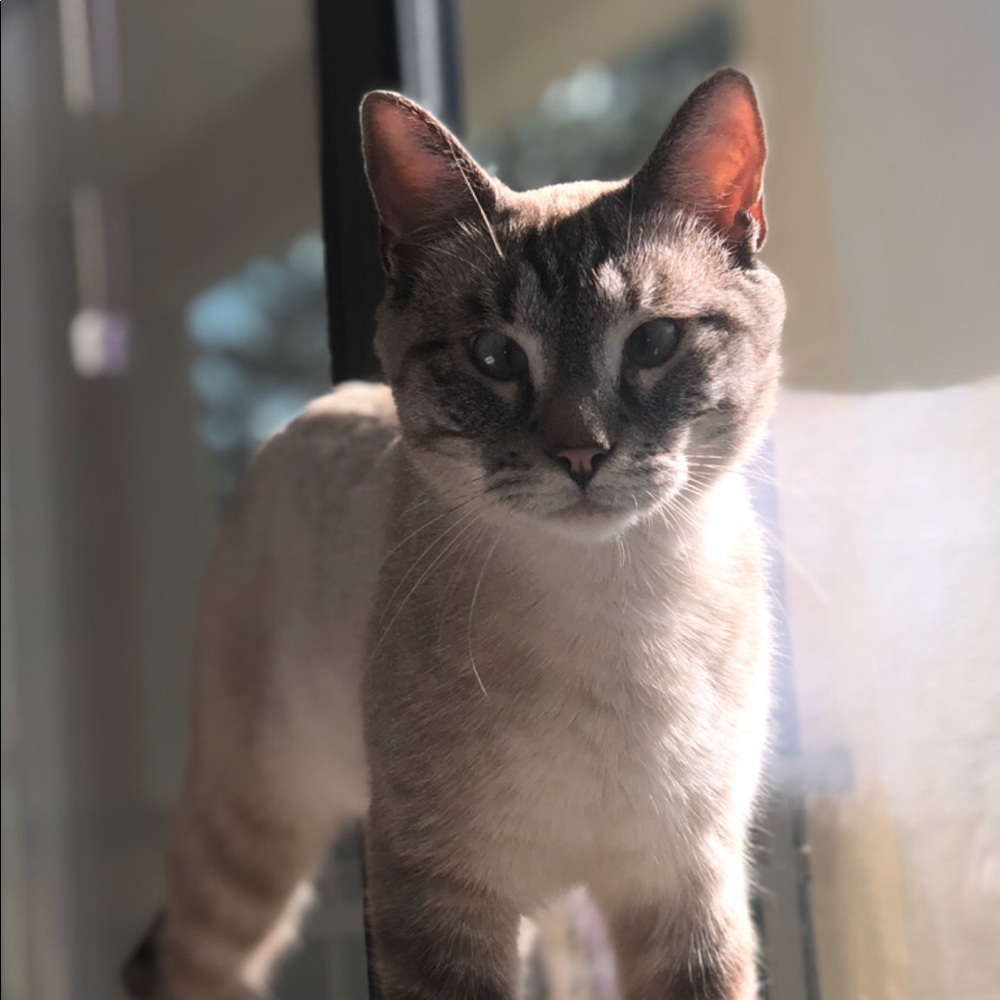 Meet your Posher, Holly